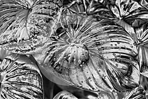 Silver leaves, water drops background, silver flower leaf texture, metal foliage backdrop, black white floral branch pattern