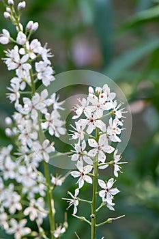 Silver Loosestrife, Lysimachia ephemerum, flowers
