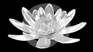 Silver lotus flower water lily