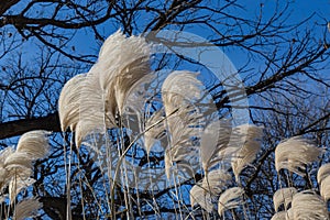 Silver Maiden Grass, Miscanthus Sinensis