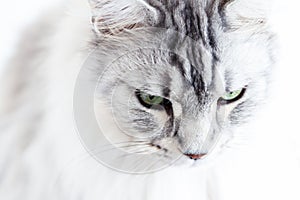 Silver Maine Coon cat on white background looking