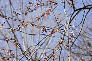 Silver maple