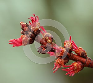 Silver maple buds