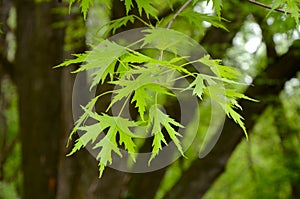 Silver maple tree branch with young leaves Acer saccharinum