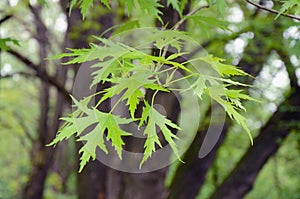 Silver maple tree branch with young leaves Acer saccharinum
