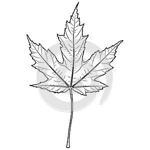 Silver maple tree leaf outline, silhouette, vector illustration. Coloring page.
