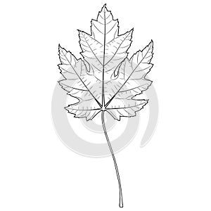 Silver maple tree leaf outline, silhouette, vector illustration. Coloring page.