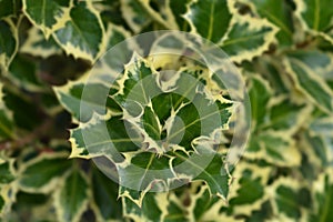 Silver-marginated Holly