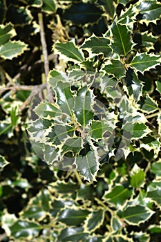 Silver-marginated Holly