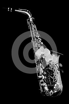 Silver matte finished alto saxophone with orchids on black background