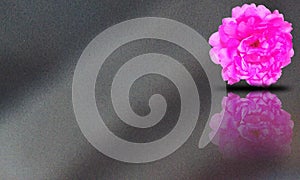 Silver metal background with pink flower