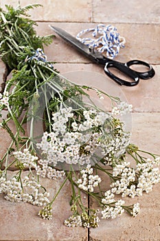 Silver milfoil (Achillea Millfolium), a medicinal herb photo