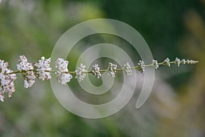 Silver Monk’s pepper, Vitex agnus-castus Silver Spire flower stalk