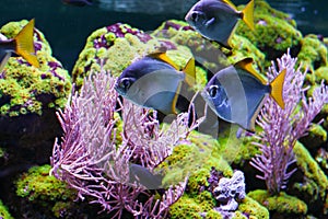 Silver moonfish among the coral gorgonaria