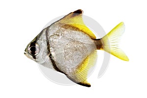 Silver moonfish Monodactylus argenteus Aquarium fish Malayan angel