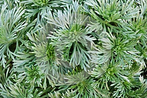 Silver Mound Artemisia photo