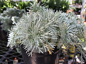 Silver mound artemisia