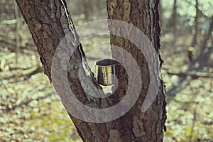 Mug wedged in between a forked tree on sunny day photo