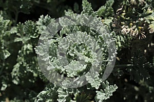 `Silver Mugwort` plant leaves - Tanacetum Argenteum