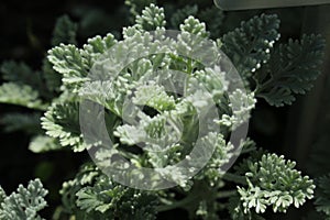 `Silver Mugwort` plant leaves - Tanacetum Argenteum