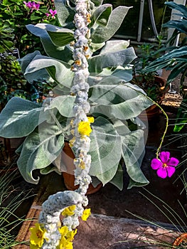 Silver Mullein - Verbascum bombyciferum