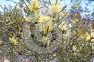 Silver needlewood Hakea leucoptera one of the 150 Hakea species endemic to Australia photo