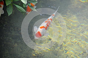 Silver and orange Koi (Nishikigoi or Amur carp - Cyprinus rubrofuscus) Japanese Carp fish swims in a clear pond