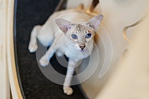 Silver Oriental Shorthair cat portrait, dark blue eyes