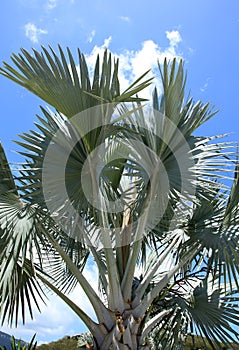 Silver Palms at Marriott Resort St Thomas photo