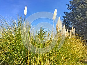 Silver pampas grass on a spanish village