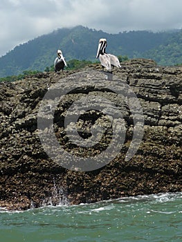 Silver pelican on the rocks