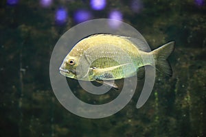 Silver perch