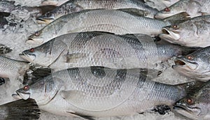 Silver perch fish (Lates calcarifer) photo