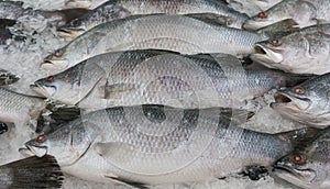 Silver perch fish (Lates calcarifer)