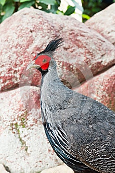 Silver pheasant