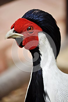 Silver Pheasant