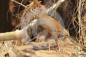 Silver pheasant