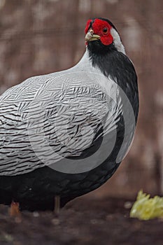 Silver pheasant