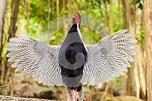 The Silver pheasant photo