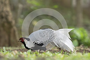 Silver Pheasant Birds in Thailand.