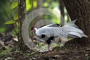 Silver Pheasant Birds in Thailand.