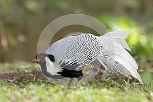 Silver Pheasant Birds in Thailand.