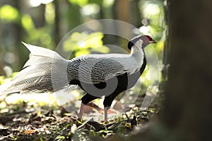 Silver Pheasant Birds in Thailand.