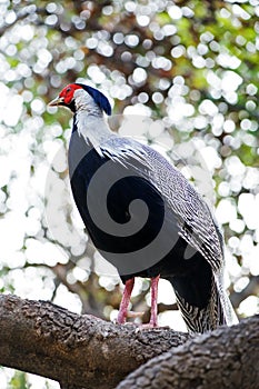 Silver Pheasant (male)