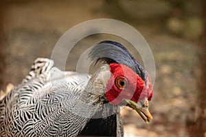 Silver pheasant close up photo