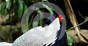 Silver Pheasant exotic bird in close-up captivates with its beautiful plumage Silver Pheasant symbol of wild