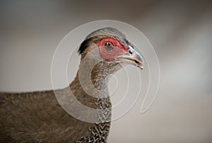 Silver Pheasant Female, Side View