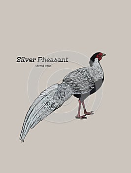 Silver Pheasant Gallophasis nycthemerus / vintage illustration