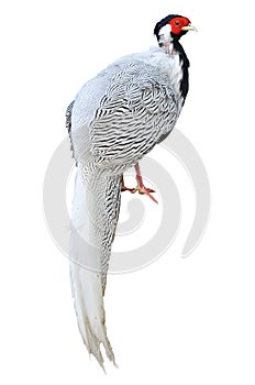 Silver pheasant isolated