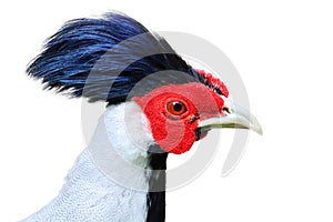 Silver Pheasant isolated